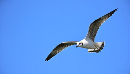 Stunning close-up of a bird soaring in the blue sky, highlighting its natural habitat.