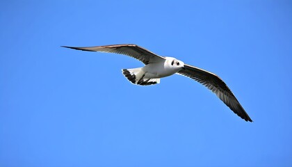 Fototapeta premium Stunning close-up of a bird soaring in the blue sky, highlighting its natural habitat.