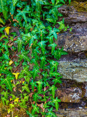 A branch of English ivy winds up a wall made of natural stone