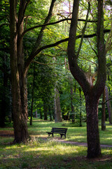 bench in the park
