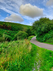 A walking path in a park surrounded by greenery
