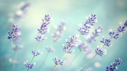 Naklejka premium Elegant layout of lavender flowers on a light blue background, a touch of nature with soft shadows, spacious copy space