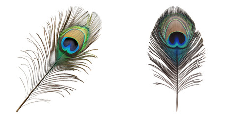 Obraz premium Peacock feather isolated on transparent background, Set of