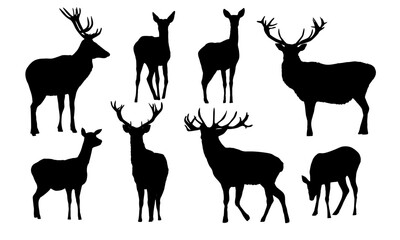 Set of silhouettes male and female red deer in different poses. Noble deer Cervus elaphus. Wild vector animal