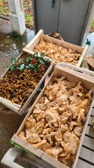 Une belle cueillette de pieds de mouton et de chanterelles à l'automne