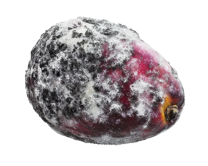 Moldy fruit, isolated on a white background.