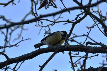 A great tit is sitting on a tree in autumn day. 