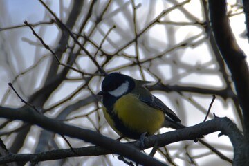 A great tit is sitting on a tree in autumn day. 