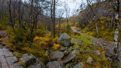 Autumn Forest with Rocky Path and Bare Trees