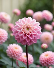 Fototapeta premium A bright pink dahlia with a white center blooms in a garden surrounded by other pink dahlias.