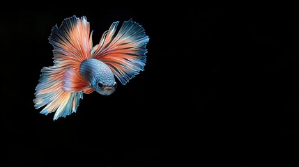 vibrant Thai betta fish with flowing fins swims gracefully against dark background, showcasing its colorful scales and elegant movement