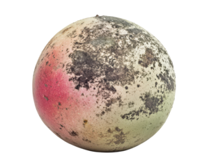 Moldy fruit with colorful texture, white isolated background.