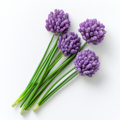 Purple chive flowers with green stems on white background, showcasing their vibrant color and natural beauty. These edible flowers are often used in culinary dishes for garnish and flavor