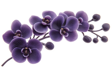 Fototapeta na wymiar a purple orchid flowers branch with buds , isolated on a white background, PNG