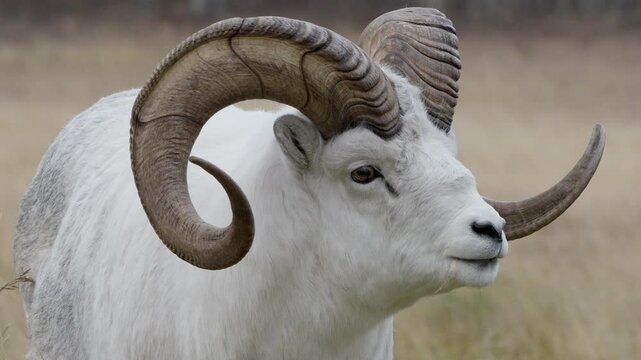 Portrait Of A Male Thinhorn Sheep Near Whitehorse In Yukon, Canada. Close-up Shot
