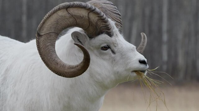 Ovis dalli, Male Dall Sheep With Huge Curled Horn Feeding Grass In Yukon, Canada. Close-up Shot