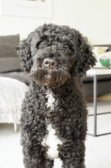 portrait of black and white dog with fluffy face 