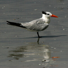 Florida Sunset Sunrise Birds Beach
