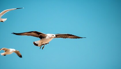 Obraz premium Flying Seagull in a serene sky