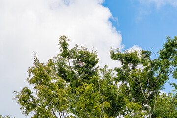 空に向かう緑の葉