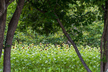 木々の間に咲くひまわりの群れ