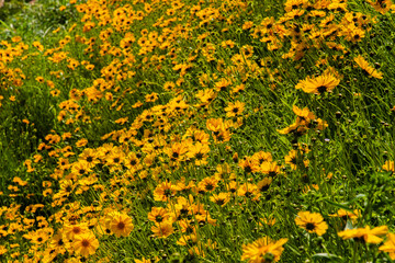 golden wave flowers on the hill