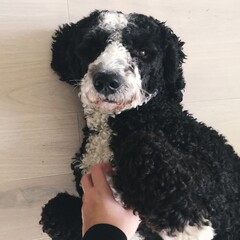 black and white dog lying on its back getting its belly scratched by owner