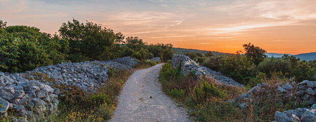 Rocky dirt road between century-old olive trees on the island of Krk, Croatia