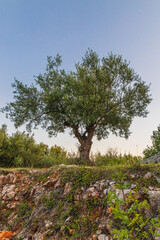 olive trees on the island of Krk, in the town of Krk of the same name