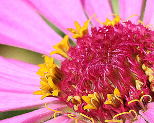 Flower Close-Up Macro Details