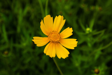 close-up of golden wave flower