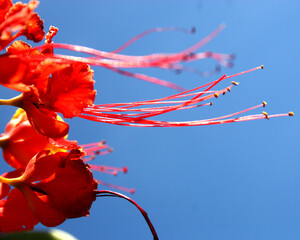 Flower Close-Up Macro Details