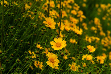 golden wave flowers on the hill