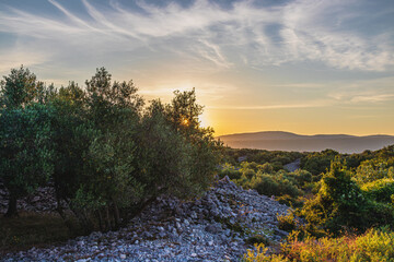 Incredible sunrise in an olive grove on the island of Krk on the way to Vrbnik