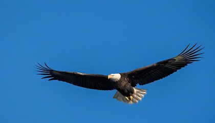 Naklejka premium Majestic eagle soaring in the sky, highlighting the beauty of nature.