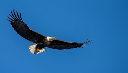 Naklejka premium Majestic eagle soaring in the sky, highlighting the beauty of nature.