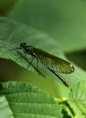 dragonfly on a leaf