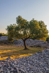 Beautiful olive groves on the rocky plains and slopes of the island of Krk