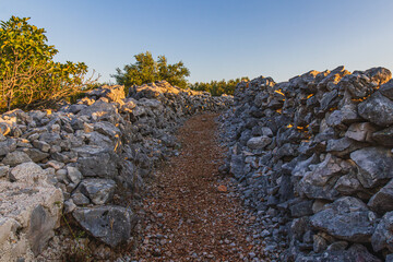 A dirt path leading between olive groves with stone walls