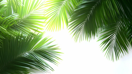 Fototapeta premium Lush Green Palm Fronds Frame White Background