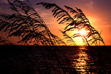 Sunrise with Sea Oats in Sarasota, FL