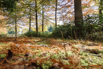 馬見丘陵公園の秋の林