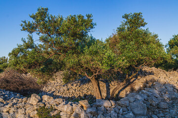 Beautiful olive groves on the rocky plains and slopes of the island of Krk