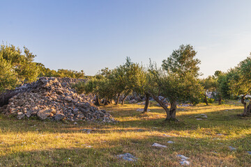 Beautiful olive groves on the rocky plains and slopes of the island of Krk