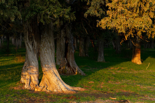 Calata&ntilde;azor juniper forest in Soria at sunset, Castilla y Leon, Spain.