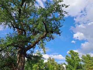 trees and sky