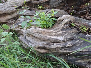 roots in the forest