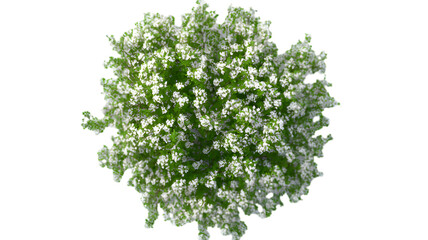 Obraz premium Lush Green Plant with Delicate White Flowers Top View, Perfect for Nature Lovers and Garden Enthusiasts