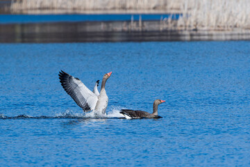 Graugans Pärchen während der Balz