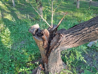 tree trunk in the forest